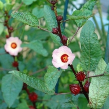 Гибискус Сабдариффа Каркадэ