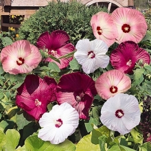 Гибискус Хонеймун F1 Смесь