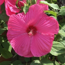 Гибискус Ханеймун Роуз