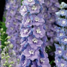 Дельфиниум Новозеландский гигант Лиловый махровый