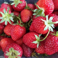 Земляника Гиганто Росса ремонтантная (большой пакет)