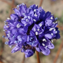 Гилия Орфей головчатая