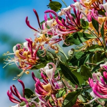 Жимолость Татарская (большой пакет)