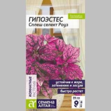 Гипоэстес Сплеш селект Роуз
