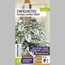 Гипоэстес Сплеш селект Вайт