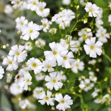 Гипсофила Изваяние изящная белая