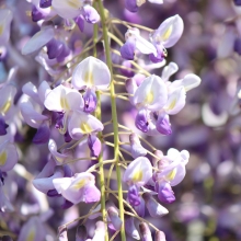 Глициния Китайская (большой пакет)