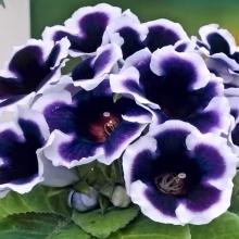 Глоксиния Аванти Синяя с белым краем F1