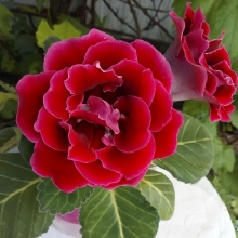 Глоксиния Брокада красная F1