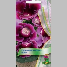 Глоксиния Импресс Парпл