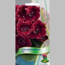 Глоксиния Импресс Ред