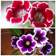 Глоксиния Жизель