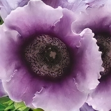 Глоксиния Харизма Лавандовая