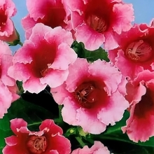 Глоксиния Легенда F1