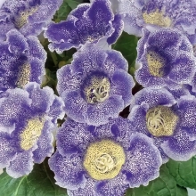 Глоксиния Ликование