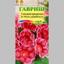Глоксиния Роза адмирала F1 прекрасная