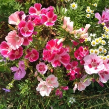 Годеция Бабочки Уитни крупноцветковая смесь