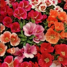 Годеция Белесая смесь