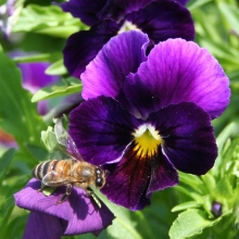 Виола Пандора Голубая луна F1 (Виттрока)