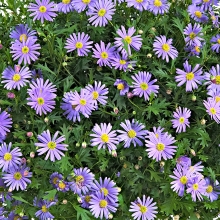 Брахикома Голубая малышка