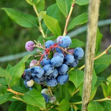 Голубика Аврора