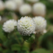 Гомфрена Белый гномик (шаровидная)