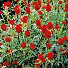 Гомфрена Земляничная поляна