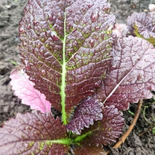 Горчица Гранатовый Браслет