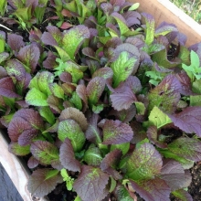 Горчица Садко салатная