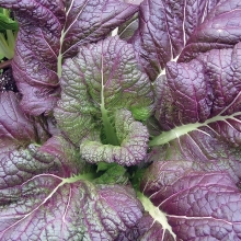 Горчица Мустанг листовая сарепская