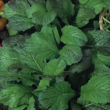 Горчица Закусочная листовая