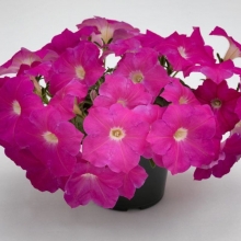 Петуния Городская F1 Нежность