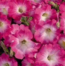 Петуния Городская F1 Утренняя