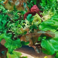 Бэби салат Городской садик смесь