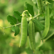 Горох Детвора