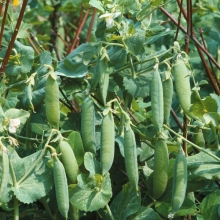 Горох Джеси