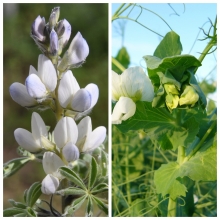 Горохо-люпиновая смесь 0,5кг (большой пакет)