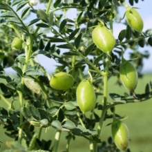 Горох Нут турецкий (большой пакет)