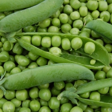 Горох Тристар овощной