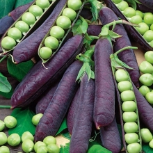 Горох Дезире