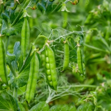 Горох Стою сам! (безлисточковый)