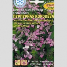 Гортензия Пурпурная королева (почвопокровная)