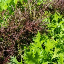 Горчица Баварская (кудрявая) смесь