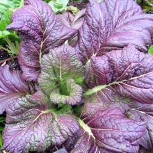 Горчица Красный бархат (салатная)