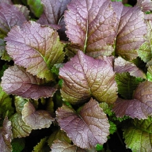 Горчица Красная горка листовая