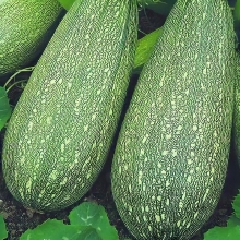 Кабачок Гостинец