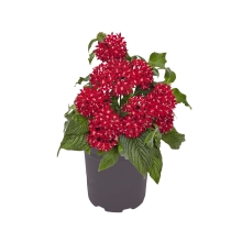 Пентас Graffiti OG F1 Red Velvet (большой пакет)