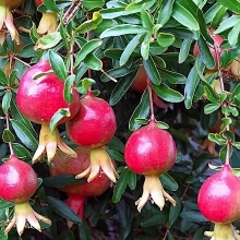 Гранат Карфаген