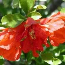 Гранат Оранжевый мастер