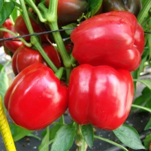 Перец Гранат